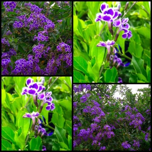 China Doll / Girl x 1 Plant Indoor / Outdoor Purple / White Flowering Evergreen Hardy Balcony Courtyard Ornamental Garden Shrubs Pot Duranta repens